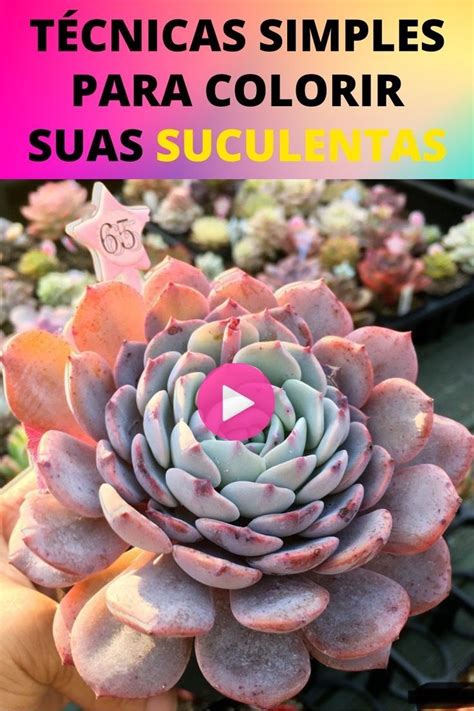 Saiba Como Deixar Suas Suculentas Mais Lindas E Muito Mais Coloridas