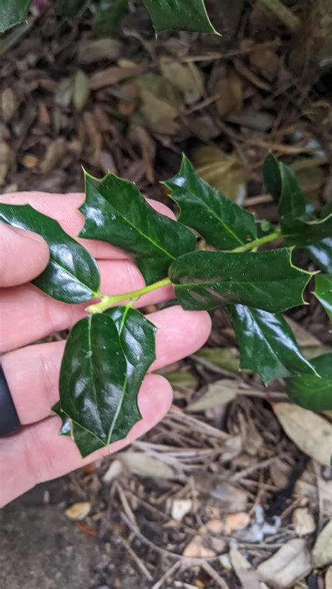 identification - Can you help identify this evergreen shrub ...