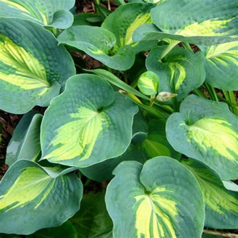 Хоста 'Dream queen' (Hosta 'Dream Queen')