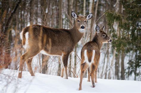 Winter white tailed deer stock photo. Image of forest - 28861190