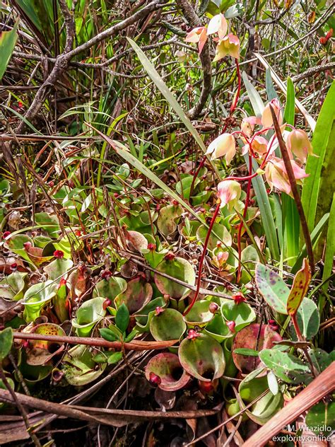 Heliamphora Sp Akopan X Pulchella Mateusz Flickr