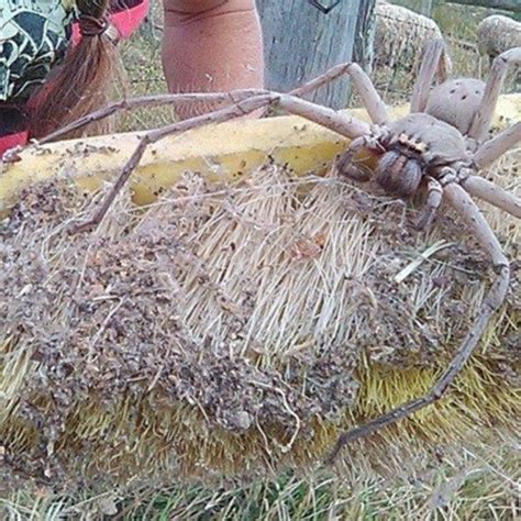 Terrifying Image Of Giant Spider Goes Viral Huntsman Spider Giant