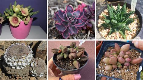 35 EspÉcies De Cactos E Plantas Suculentas Para IdentificaÇÃo Nomes CientÍficos Youtube