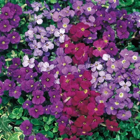 Aubrieta Flower Seeds Biennial Plants Perennials