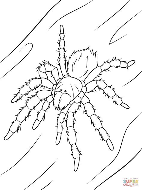 Chilean Rose Tarantula Coloring Page Free Printable Coloring Pages