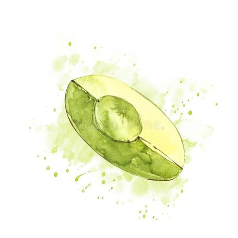 Avocado Branch Watercolor Stock Illustrations Avocado Branch