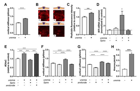 Uremic Serum Increases Cortical Stiffness Through The MR ENaC Axis