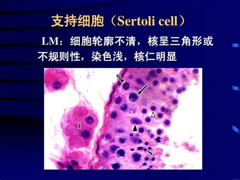 129组织胚胎学课件21男性生殖系统word文档在线阅读与下载无忧文档