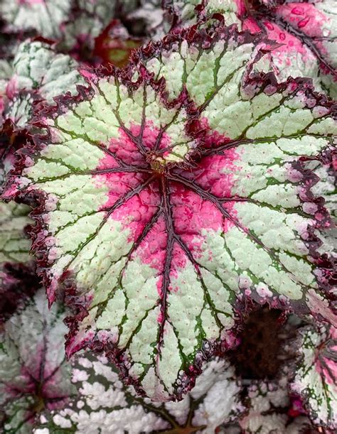 Begonias Tlc Garden Centers