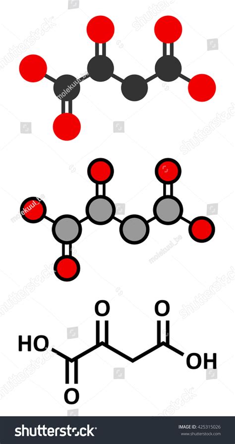 Oxaloacetic Acid Oxaloacetate Metabolic Intermediate Molecule Stock