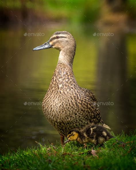 mother and duckling Stock Photo by pelooyen | PhotoDune