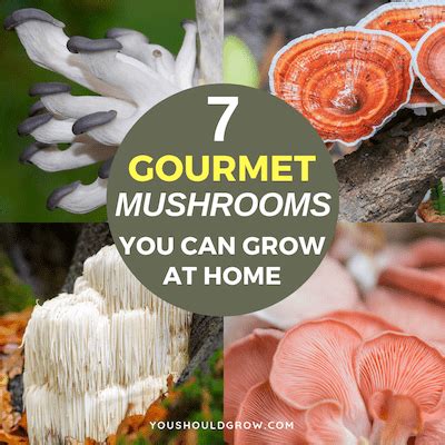 7 Gourmet Mushroom Growing Kits Anyone Can Grow - You Should Grow