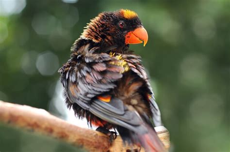 Premium Photo | Parrot macaw parrots bird