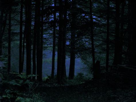 Nighttime Woods Night In The Wood Dark Forest Night Forest