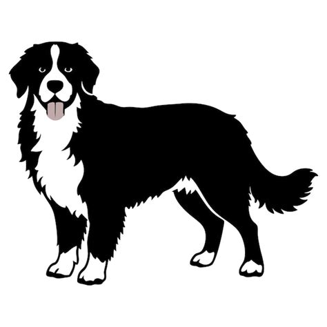 Premium Vector Bernese Mountain Dog Vector Black Silhouette Isolated