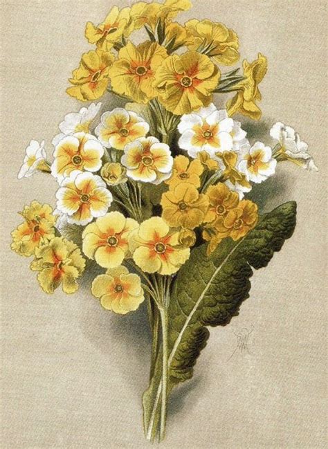 Худ. В.Н. Мюллер (1887—1979). Садовые многолетники. Первоцвет ...