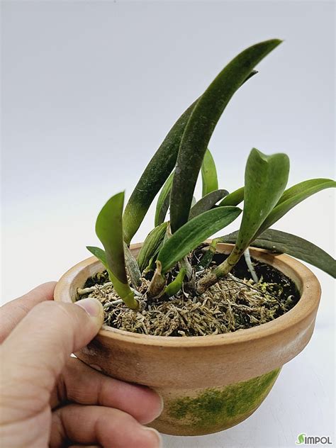 Cattleya Pumila Vinicolor 2 동ㆍ서양란 심폴