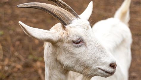 How To Trim A Goats Horns Animals