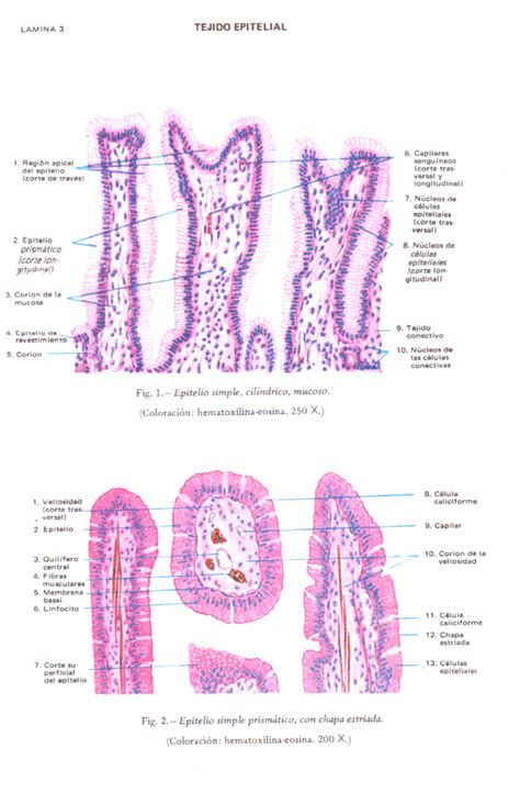 Atlas De Histologia Di Fiori Histologia Veterin Ria