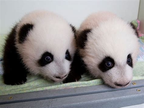 Фото: Две маленькие пандочки