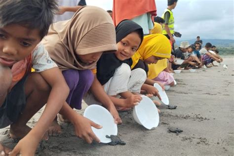 Pegiat Konservasi Di Manggarai Barat Lepas Tukik Ke Laut Antara News