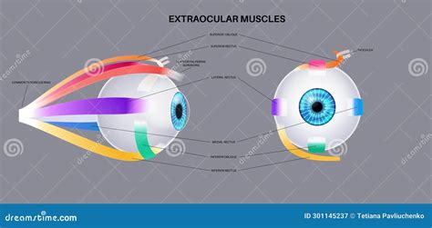 Extraocular Muscles Anatomy Cartoon Vector CartoonDealer 301145237