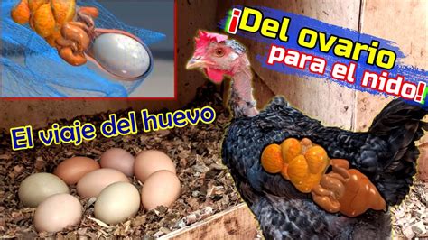 ≫ Como Se Reproduce Una Gallina Septiembre 2024