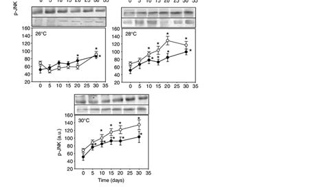 Phosphorylation Levels Of Cjun Nterminal Kinase Jnk In The Mantle