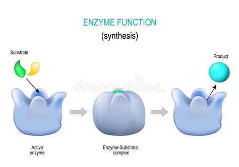 Enzyme Substrate Complex Labeled