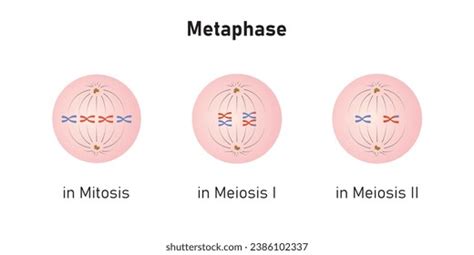 Stages Division Meiosis Royalty Free Images Stock Photos And Pictures