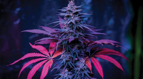 10 Best Cannabis Strains To Grow Indoors And Outdoors Nature S Gateway