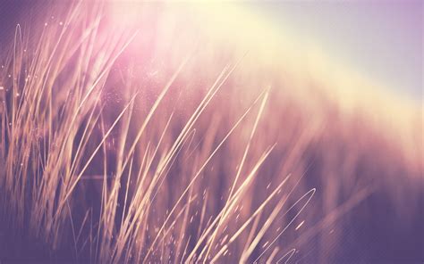 Wallpaper Sunlight Depth Of Field Sunset Nature Sky Plants