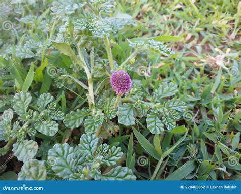 Sphaeranthus Indicus Indian Globe Thistle Gorakhmundi Stock Photo