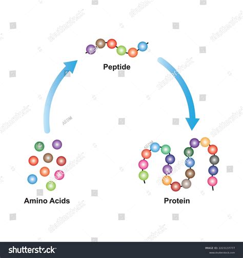 Scientific Designing Biochemial Structure Amino Acids Stock Vector ... 