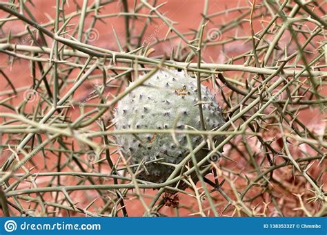 Nara Acanthosicyos Horridus - Namibia Africa Stock Image - Image of namibia, green: 138353327