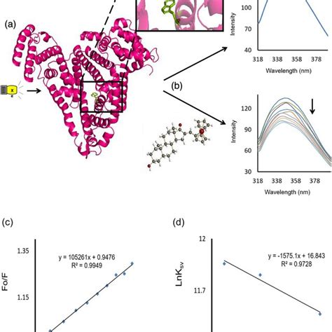 A Complexes Docked In The Binding Site Of The HSA Protein PDB