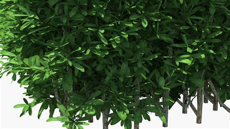 Boxwood Square Bush 3d Model 29 3ds Blend C4d Fbx Max Ma Lxo