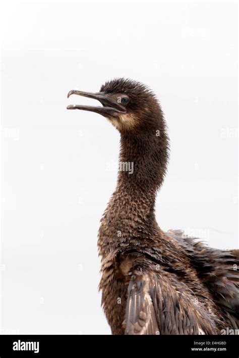 Brandts Cormorant Hi Res Stock Photography And Images Alamy