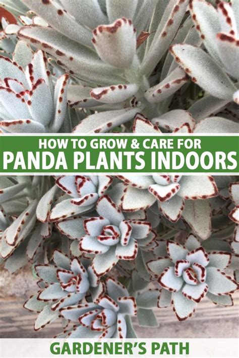 How To Grow And Care For Panda Plants Indoors Make House Cool