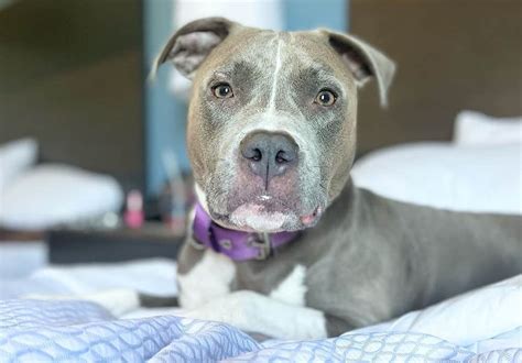 Blue American Bully Xl – KeepingDog