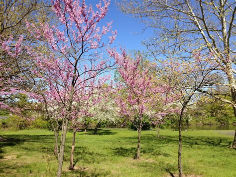 Redbud, a Bold and Beautiful Tree with Edible Flowers - Eat The Planet