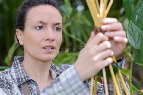 Female Gardener Inspecting Plants In Greenhouse Stock Photo Image Of