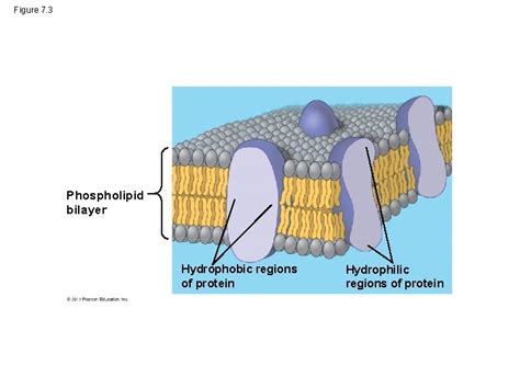 Figure 7 2 Hydrophilic head WATER Hydrophobic tail