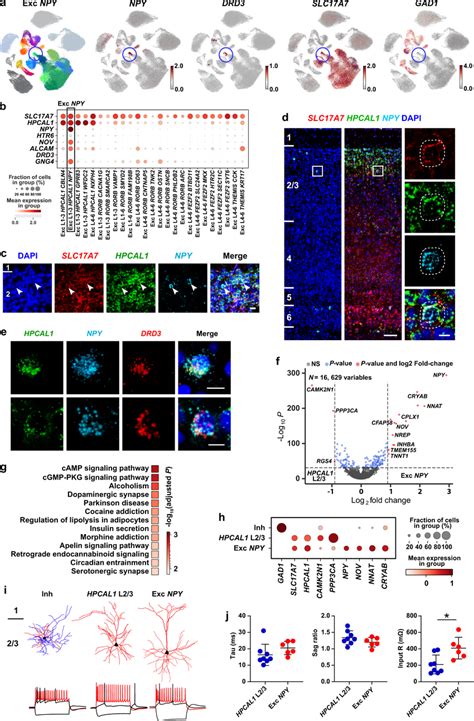 Exc Npy Is A Novel Excitatory Neuron Type A Umap Visualization Of The