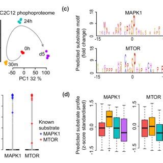 Muscle Differentiation Phosphoproteomics Data Analysis A Pca