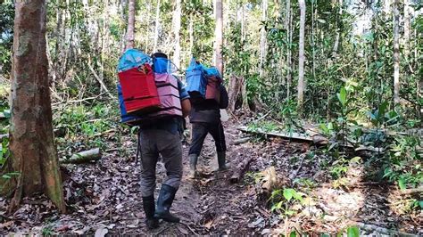 Camping Mikat Burung Adventure Petualangan Hutan Belantara Sumatra Cari