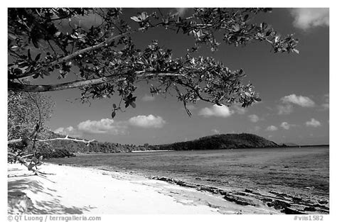 Tropical Island Black And White