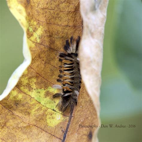 Minnesota Seasons - milkweed tussock moth