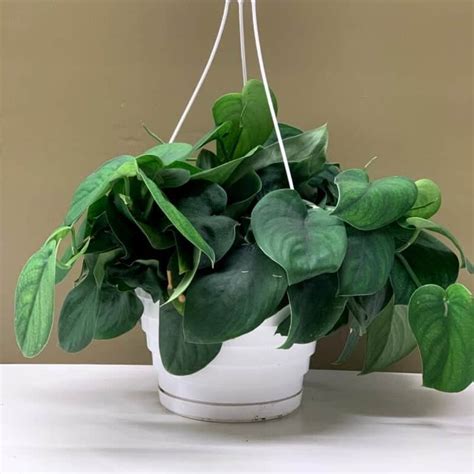 Jade Satin Pothos Ultimate Grow And Care Guide Plants Craze