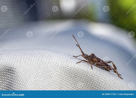 Flying Brown Beetle In Side View Stock Photo Image Of Sunlight